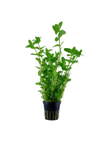 Bacopa caroliniana- Tropica Tropica - 1
