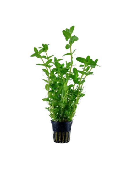 Bacopa caroliniana- Tropica Tropica - 1