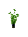 Bacopa caroliniana- Tropica Tropica - 1