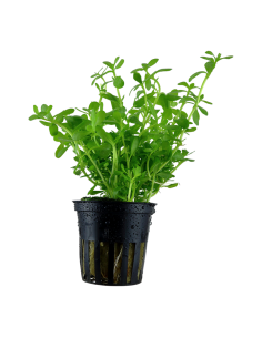 Bacopa monnieri 'Compact'- Tropica Tropica - 1
