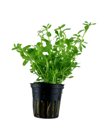 Bacopa monnieri 'Compact'- Tropica Tropica - 1