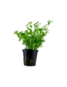 Bacopa monnieri 'Compact'- Tropica Tropica - 1