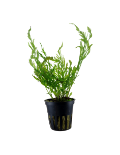 Bolbitis heudelotii- Tropica Tropica - 1