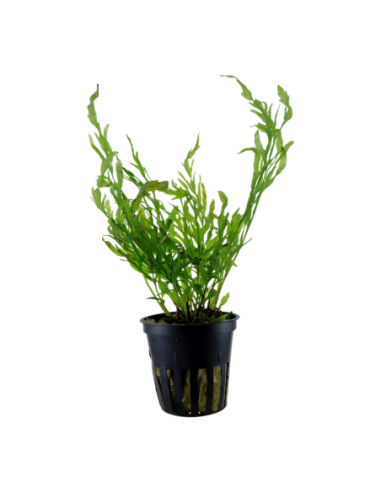 Bolbitis heudelotii- Tropica Tropica - 1