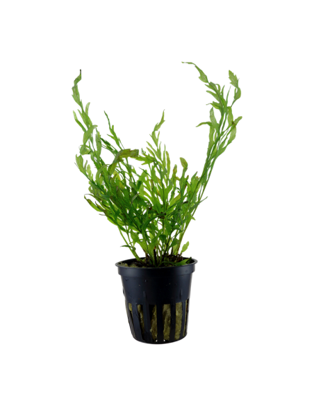 Bolbitis heudelotii- Tropica Tropica - 1