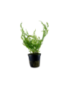 Bolbitis heudelotii- Tropica Tropica - 1