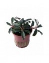 Bucephalandra 'Kedagang'- Tropica Tropica - 1