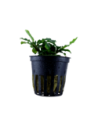 Bucephalandra pygmaea 'Bukit Kelam'- Tropica Tropica - 1