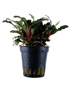 Bucephalandra sp. 'Red'- Tropica Tropica - 1
