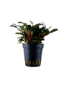 Bucephalandra sp. 'Red'- Tropica Tropica - 1