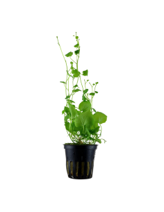 Cardamine lyrata- Tropica Tropica - 1