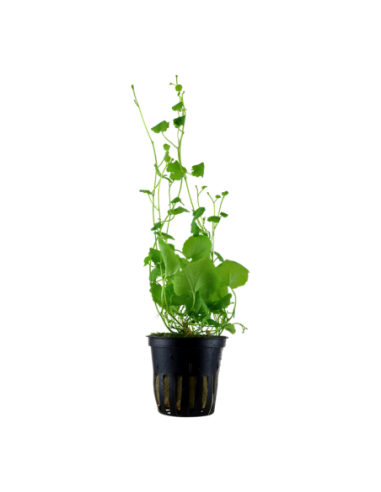 Cardamine lyrata- Tropica Tropica - 1