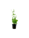 Cardamine lyrata- Tropica Tropica - 1