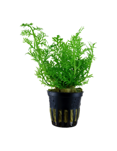 Ceratopteris thalictroides- Tropica Tropica - 1