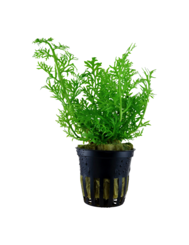 Ceratopteris thalictroides- Tropica Tropica - 1