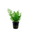 Ceratopteris thalictroides- Tropica Tropica - 1