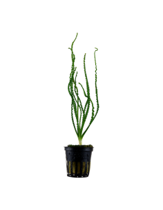 Crinum calamistratum- Tropica Tropica - 1