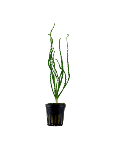 Crinum calamistratum- Tropica Tropica - 1