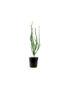 Crinum calamistratum- Tropica Tropica - 1