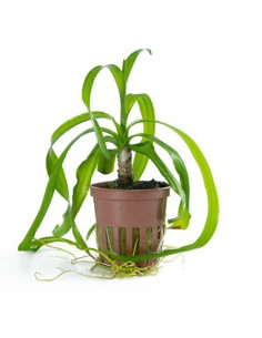 Crinum thaianum- Tropica Tropica - 1