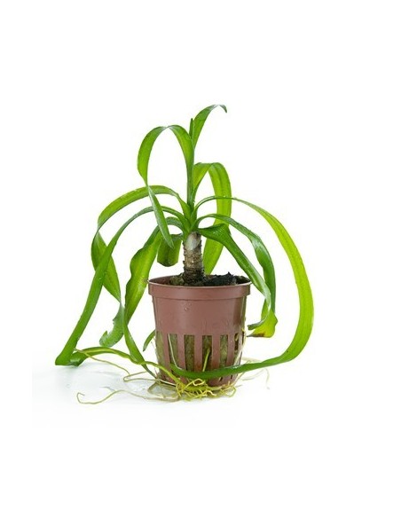 Crinum thaianum- Tropica Tropica - 1