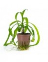 Crinum thaianum- Tropica Tropica - 1
