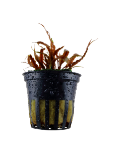 Cryptocoryne albida 'Brown'- Tropica Tropica - 1