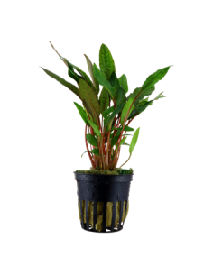 Cryptocoryne beckettii 'Petchii'- Tropica Tropica - 1