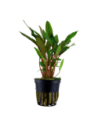 Cryptocoryne beckettii 'Petchii'- Tropica Tropica - 1