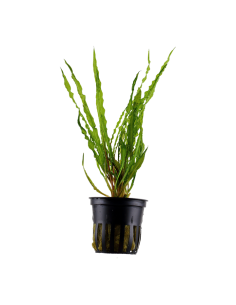 Cryptocoryne crispatula- Tropica Tropica - 1