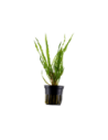 Cryptocoryne crispatula- Tropica Tropica - 1