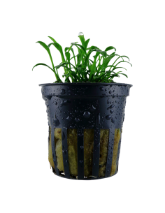 Cryptocoryne parva- Tropica Tropica - 1