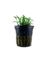 Cryptocoryne parva- Tropica Tropica - 1