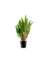 Cryptocoryne undulata 'Broad Leaves'- Tropica Tropica - 1