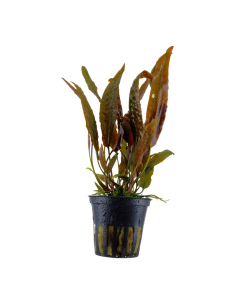Cryptocoryne usteriana- Tropica Tropica - 1