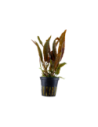 Cryptocoryne usteriana- Tropica Tropica - 1