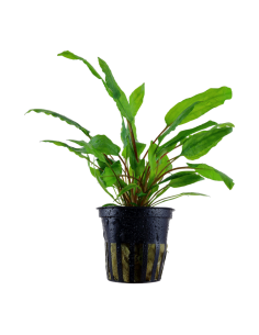 Cryptocoryne wendtii 'Green'- Tropica Tropica - 1