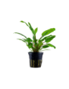 Cryptocoryne wendtii 'Green'- Tropica Tropica - 1