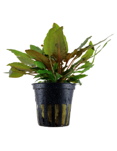 Cryptocoryne wendtii 'Tropica'- Tropica Tropica - 1