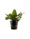 Cryptocoryne wendtii 'Tropica'- Tropica Tropica - 1