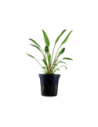 Cryptocoryne x willisii- Tropica Tropica - 1