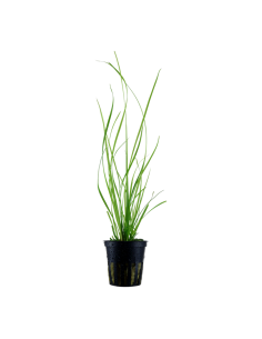 Cyperus helferi- Tropica Tropica - 1