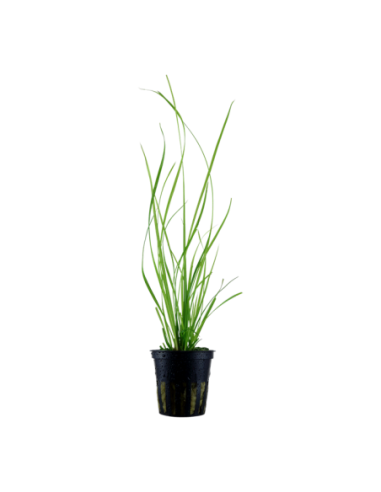 Cyperus helferi- Tropica Tropica - 1