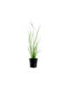 Cyperus helferi- Tropica Tropica - 1