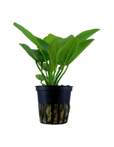 Echinodorus 'Aquartica'- Tropica Tropica - 1