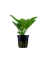 Echinodorus 'Aquartica'- Tropica Tropica - 1