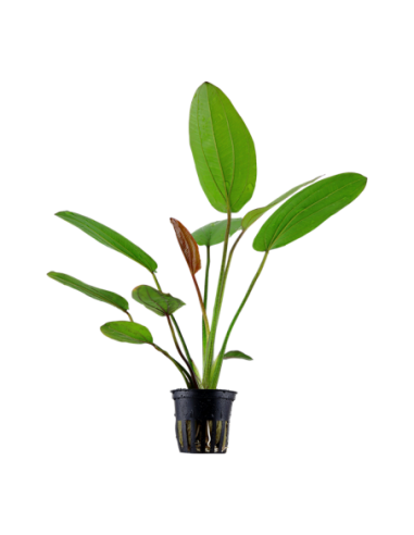 Echinodorus 'Barthii'- Tropica Tropica - 1