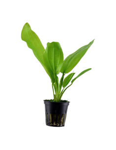 Echinodorus cordifolius 'Fluitans'- Tropica Tropica - 1