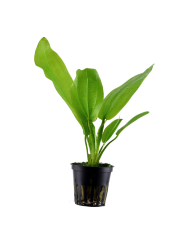 Echinodorus cordifolius 'Fluitans'- Tropica Tropica - 1