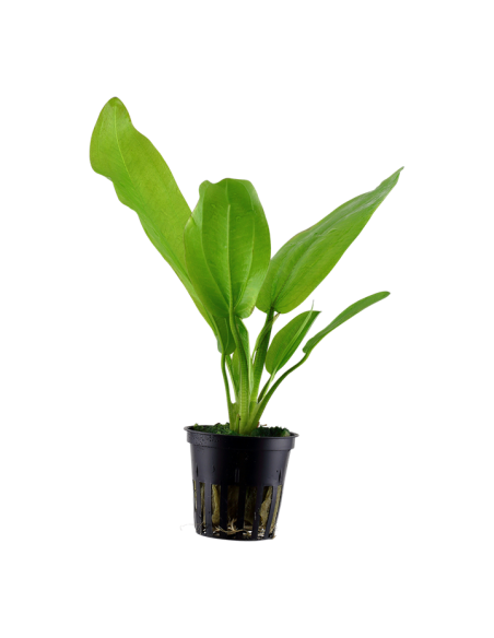Echinodorus cordifolius 'Fluitans'- Tropica Tropica - 1